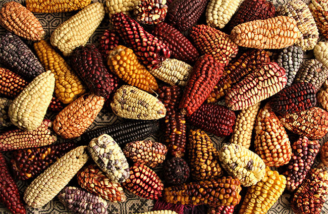 Muestra de maíces peruanos de diferentes variedades, cada una de ellas con particularidades genéticas, culturales y nutricionales que la hacen única (foto: José Álvarez Alonso).