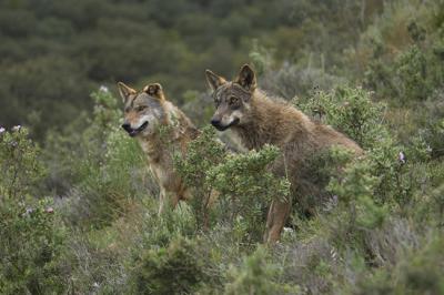 Dos lobos ibéricos en condiciones controladas observan desde el matorral (foto: José Luis Gómez de Francisco).