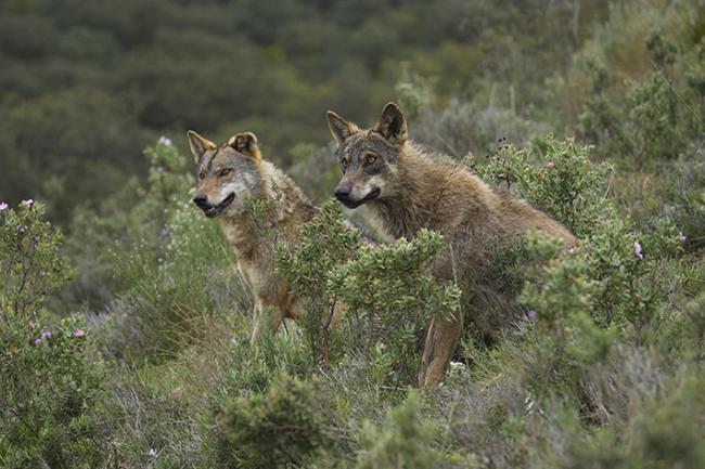 Dos lobos ibéricos en condiciones controladas observan desde el matorral (foto: José Luis Gómez de Francisco).