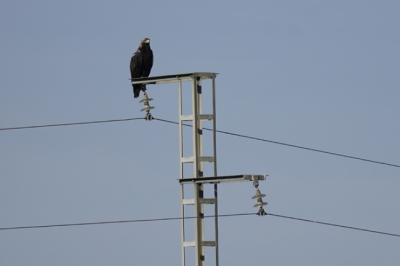 Águila imperial posada en el apoyo de un tendido eléctrico de la provincia de Sevilla.