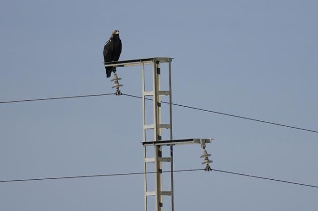 Águila imperial posada en el apoyo de un tendido eléctrico de la provincia de Sevilla.