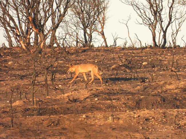 Una loba joven atraviesa una zona calcinada por los incendios en la Sierra de La Culebra (foto: Leandro Rivasés).