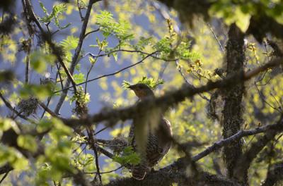 Hembra de urogallo cantábrico sobre un serbal en un abedular en el Alto Sil leonés, uno de los últimos bastiones de la subespecie (foto: Manuel A. González).