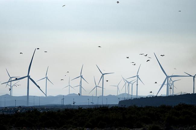 Un grupo de cigüeñas blancas vuela entre los aerogeneradores de un parque eólico de la provincia de Zaragoza (foto: David Serrano).