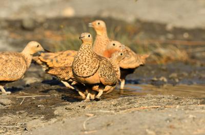 Grupo de gangas ortegas en un bebedero en el Campo de Tabernas (foto: Pepe Bayo).