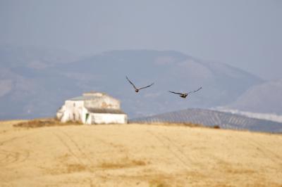 Una pareja de aguiluchos cenizos sobrevuela un secano cerealista de Baena (Córdoba). Foto: Miryam Pérez.