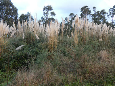 El empleo sin control de la hierba de la pampa (Cortaderia selloana) como planta de jardinería en las medianas de las autovías ha llevado a su expansión a muchos antiguos campos de cultivo ahora abandonados. En la fotografía esta planta aparece delante de un eucaliptal, otro ejemplo de invasión biológica (foto: Alejandro Martínez Abraín).