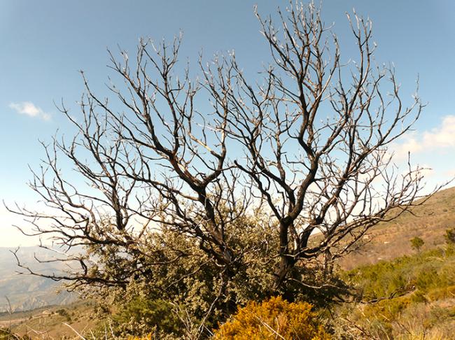 Una acción clave consiste en promover las poblaciones de especies nativas rebrotadoras, por ejemplo mediante repoblaciones, ya que confieren resiliencia ante el fuego. En la foto, vigoroso rebrote de una encina tras el incendio de Lanjarón (Granada) de 2005 (foto: A. B. Leverkus).