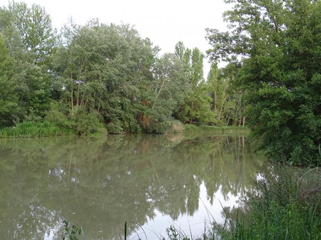 Bosque de ribera del término municipal de La Vid y Barrios (Burgos), junto al río Duero, eje vertebrador de la Reserva de la Biosfera propuesta.