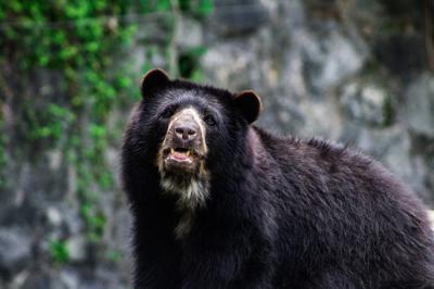 El oso andino o de anteojos está catalogado como "Vulnerable" en la Lista Roja de la UICN (foto: Valeria Morales / Pixabay).