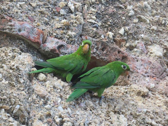 Pareja de pericos de La Española junto a su nido en un edificio del casco histórico de Santo Domingo (República Dominicana). Foto: Álvaro Luna.