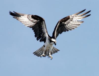 Un águila pescadora se dispone a capturar una presa (foto: Wikicommons / NASA).