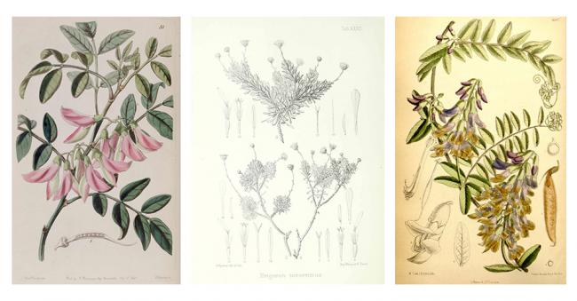 Ilustraciones botánicas de especies de plantas extintas. De izquierda a derecha, Streblorrhiza speciosa, Tetramolopium tenerrimum y Vicia dennesiana. Fuentes: Edwards's Botanical Register or Ornamental Flower - Garden and Shrubbery (1841), Illustrationes florae insularum maris pacifici (1886-1892) y Revista Botánica de Curtis (1887).