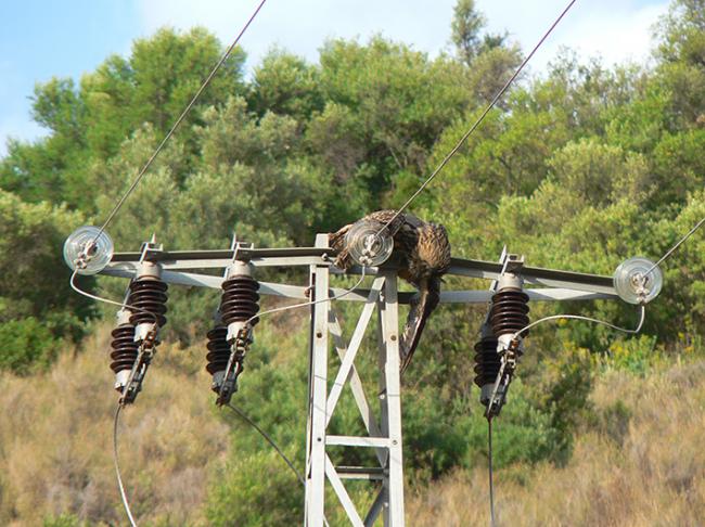 Búho real electrocutado y colgado del apoyo de un tendido eléctrico (foto: Plataforma SOS Tendidos Eléctricos).