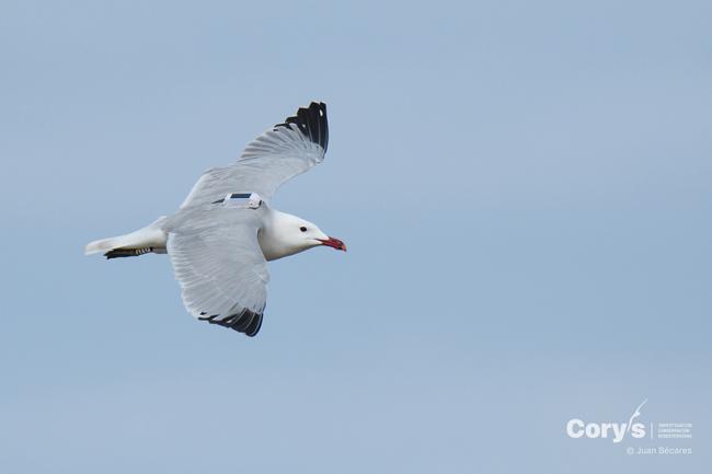 Varios ejemplares adultos de aves marinas, como esta gaviota de Audouin, fueron marcados con GPS para su seguimiento (foto: Juan Bécares / Cory’s).