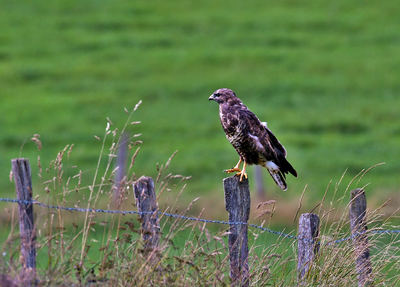 Busardo ratonero posado en una valla (foto: Yvonne Huijbens / Pixabay).