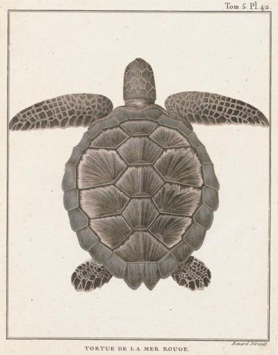 Lámina antigua de una tortuga boba. Fuente: Iconographia Zoologica (colecciones de la Universidad de Amsterdam).