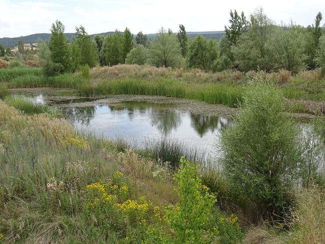 Aspecto de una de las graveras naturalizadas de Guma, en la Ribera de Duero burgalesa (foto: Jesús Abad).