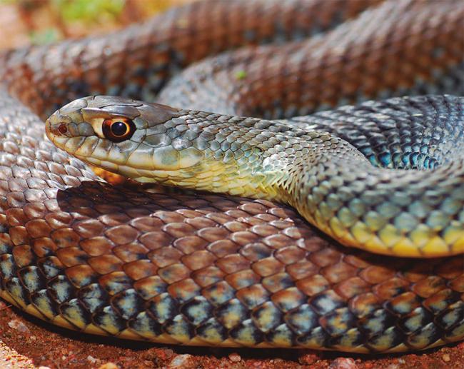 Primer plano de una culebra bastarda, uno de los ofidios más comunes en España (foto: Jason Mintzer / Shutterstock).