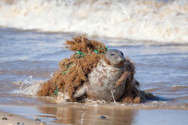 Foca atrapada por una red fantasma (foto: Ian Dyball / Shutterstock).