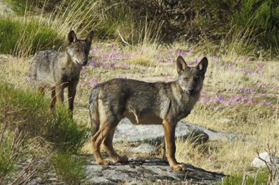 Lobos jóvenes fotografiados en estado salvaje durante un encuentro casual en la sierra de Gredos (Ávila). Foto: Abraham Prieto.