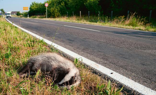 Un tejón atropellado yace muerto junto a una carretera (foto: kuningaskotka / 123RF).