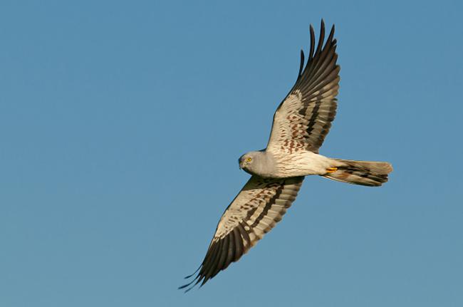 Macho de aguilucho cenizo en vuelo (foto: Manuel Calderón / Anser).