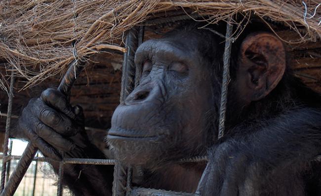 Hembra de chimpancé que estaba cautiva en un parque de Telde (Gran Canaria), tras ser rescatada por el Proyecto Gran Simio y ser trasladada a un centro de primates (foto: Pedro Pozas Terrados).