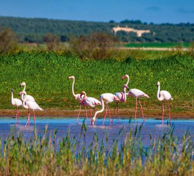 Flamencos en el humedal malagueño de las lagunas de Campillos (foto: rudiernst / Adobe Stock).