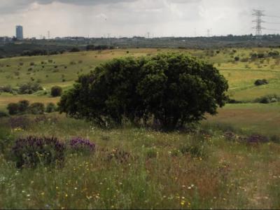 Panorámica de la zona de Los Carriles (Alcobendas, Madrid). Foto: Ecologistas en Acción.