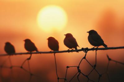 Aves posadas en una valla durante un eclipse solar. Imagen generada por IA (foto: Thammarong / Adobe Stock).
