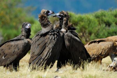 Buitres negros en un muladar (foto: sensorvivo / Adobe Stock).