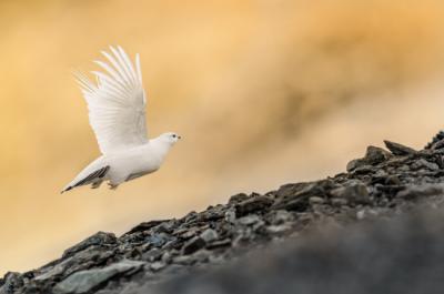 Una perdiz nival sobrevuela una ladera de rocas. Es una de las especies de aves más emblemáticas de Aragón (foto: Manuel / Adobe Stock).