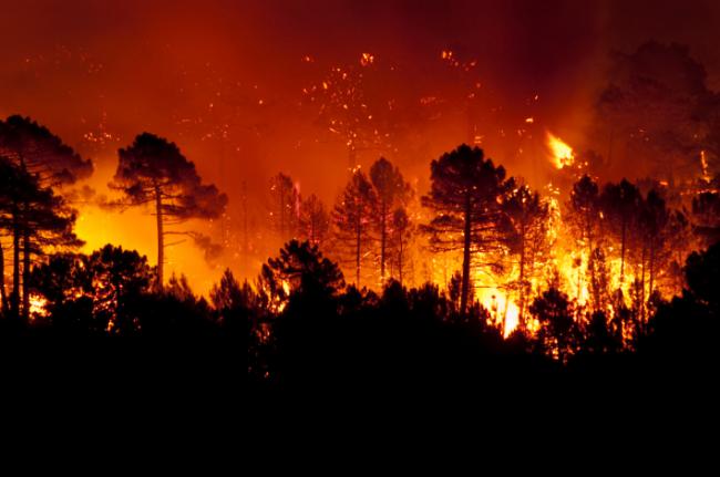 Incendio forestal en un pinar de la provincia de Guadalajara (foto: JAH / Adobe Stock).