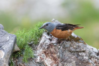 El roquero rojo es una de las aves reproductoras más interesantes del Parque Nacional de la Sierra de Guadarrama (foto: Simone / Adobe Stock).