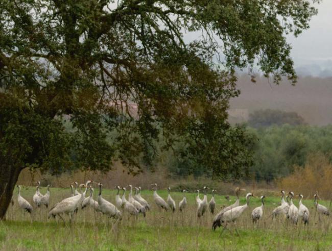 Grupo de grullas posado junto a una encina, en una dehesa extremeña (foto: Jaime Cerezo / Adobe Stock).