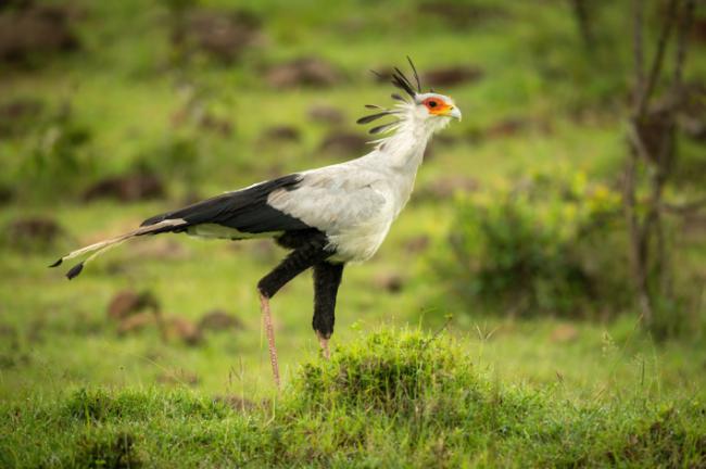 El secretario o serpentario (Sagittarius serpentarius) es una de las rapaces más icónicas de la sabana subsahariana (foto: Nick Dale / Adobe Stock).