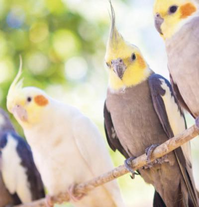 La cacatúa ninfa, de origen australiano, es una de las aves exóticas más comerciadas como mascota (foto: rufar / Adobe Stock).