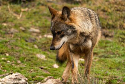 Lobo ibérico en condiciones de semilibertad (foto: Enrique / Adobe Stock).