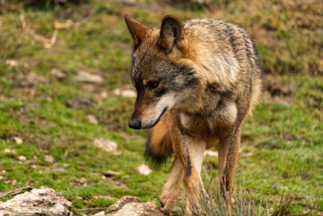Lobo ibérico en condiciones de semilibertad (foto: Enrique / Adobe Stock).