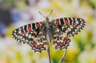 Ejemplar de Zerynthia rumina, una mariposa diurna presente en la provincia de Cádiz (foto: C / Adobe Stock).