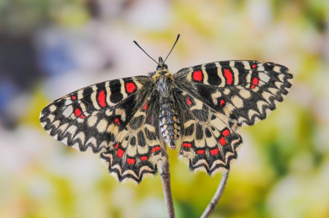 Ejemplar de Zerynthia rumina, una mariposa diurna presente en la provincia de Cádiz (foto: C / Adobe Stock).
