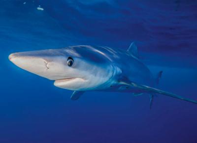 Tintorera (foto: Todd Winner / Adobe Stock).