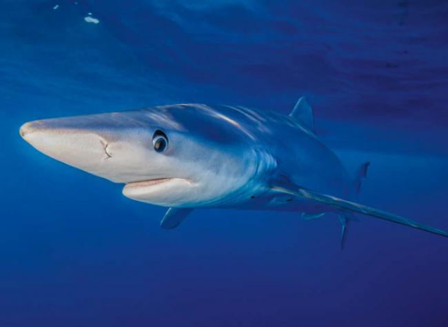 Tintorera (foto: Todd Winner / Adobe Stock).