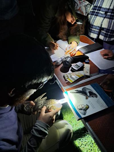 Estudiantes trabajan con autillos durante una sesión de anillamiento científico en la Comunidad de Madrid (foto: Antonio Martín).