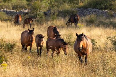 Caballos serranos en Mazarete (Guadalajara), en el ámbito del Sistema Ibérico Sur (foto: James Shooter / Rewilding Europe).
