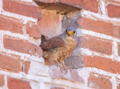 Macho de cernícalo primilla posado a la entrada de un mechinal en el convento de San Bernardo (Alcalá de Henares, Madrid). Foto: Miguel Garcés.