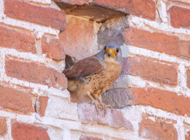 Macho de cernícalo primilla posado a la entrada de un mechinal en el convento de San Bernardo (Alcalá de Henares, Madrid). Foto: Miguel Garcés.
