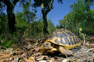 Tortuga mediterránea en una zona boscosa de Cataluña (foto: bennytrapp / Adobe Stock).