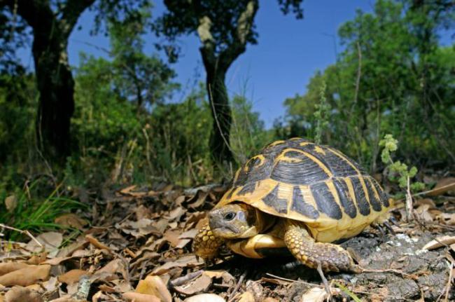 Tortuga mediterránea en una zona boscosa de Cataluña (foto: bennytrapp / Adobe Stock).